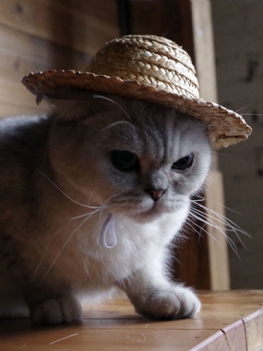Pet Dog Cat Fashion Styl Hawajski Fotografia Rekwizyty Kapelusz Doggy Kapelusze Przeciwsłoneczne Szczeniaczek Akcesoria Dla Kotów